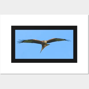 Northamptonshire Red Kite Bird of Prey Posters and Art